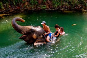 exiting-elephant-bathing-thailand-300x200  Elephant Bathing Travel Beyond Thailand exiting elephant bathing thailand 300x200
