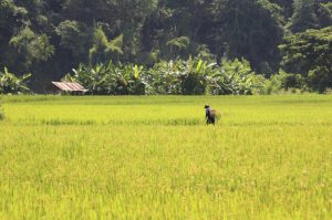 Our Products live like a local rice farmer for a day travel beyond thailand 300x199