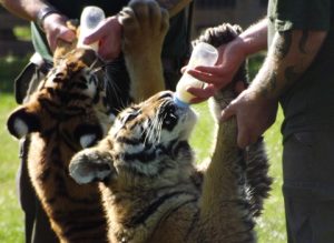 Travel-beyond-thailand-destination-3-300x219  Feeding Tiger and Tiger Cub Travel Beyond Thailand Travel beyond thailand destination 3 300x219