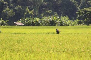 live-like-a-local-rice-farmer-for-a-day-travel-beyond-thailand-300x199  “Be a farmer” – farming and Agricultural Package live like a local rice farmer for a day travel beyond thailand 300x199