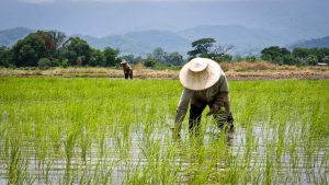 thailands-rice-farmers-300x169  “Be a farmer” – farming and Agricultural Package thailands rice farmers 300x169
